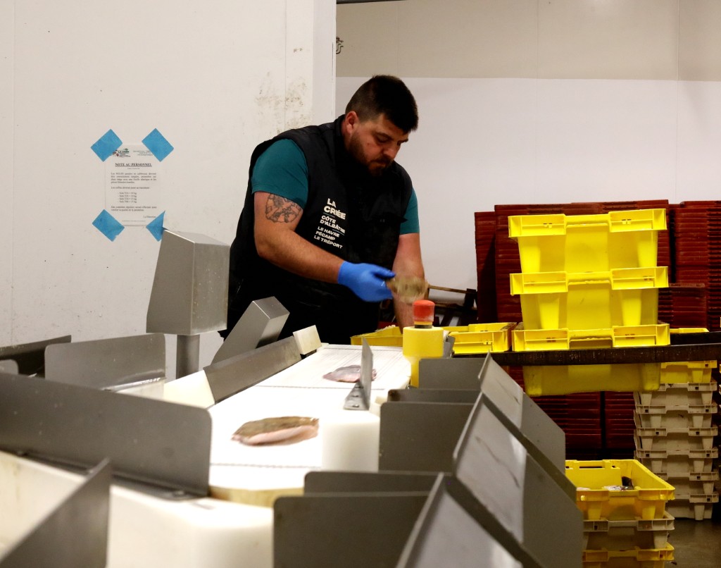 Calibreuse automatique pour le tri et la pesée du poisson à la Criée Côte d'Albâtre