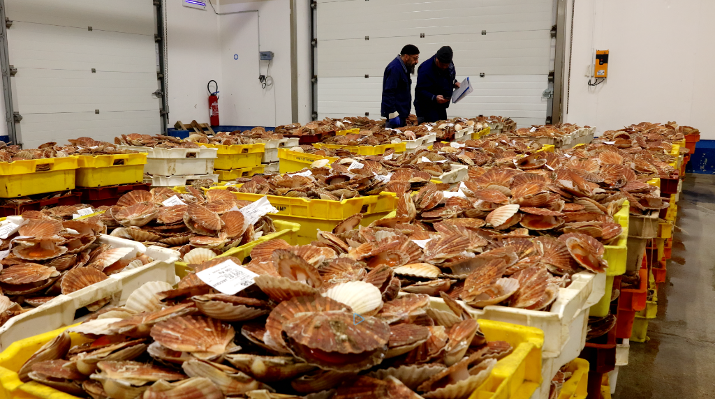 Vue d'ensemble des lots de coquilles Saint-Jacques dans la halle à marée de la Criée Côte d'Albâtre
